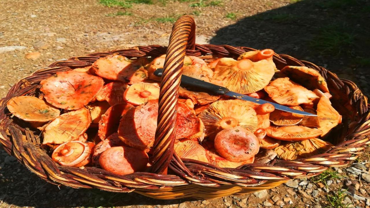 Can Guasch Camprodon Kültér fotó